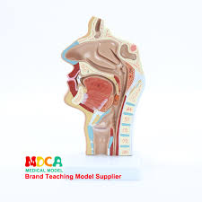Maybe you would like to learn more about one of these? Human Normal Nose Anatomical Model Oral Cavity Nose Pharynx Throat Model Medicine Teaching Model Buy At The Price Of 59 50 In Aliexpress Com Imall Com