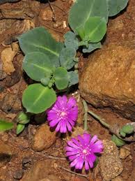 Image result for Lophiocarpaceae