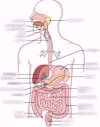 Muscle performance in neck pain assessment and rehab of the deep. Abdominal Anatomy 1b Diagram Quizlet