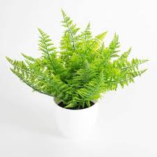 Image result for ledviník