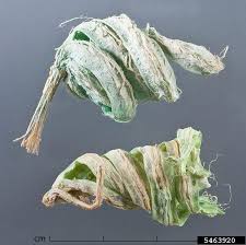 Image result for Helicteres