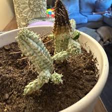 Image result for Euphorbia confinalis