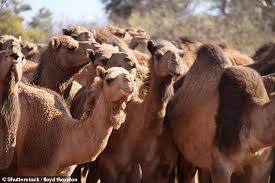 I came across the following guidelines pregnant woman are not permitted to ride the camels. More Than 10 000 Australian Camels To Die Because They Drink Too Much Water Daily Mail Online