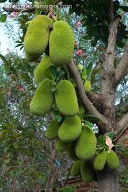 Pin De Jessi Willson Em All The Places I Ve Seen Frutas Tropicais Jardim De Frutas Fruta Estranha