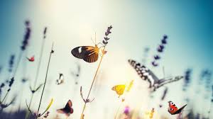 May is a month of spring in the northern hemisphere and autumn in the. Global Insect Decline May See Plague Of Pests Bbc News