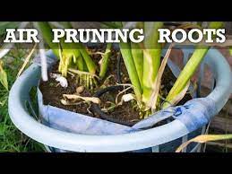 What Is Air Pruning Does It Work The Results Are Surprising Growing Tomato Plants Pruning Tomato Plants Tomato Garden
