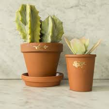 Image result for cactus cuttings
