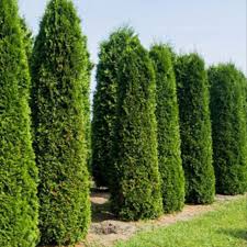 Was Unterscheidet Die Thuja Von Anderen Hecken Koniferen Thuja Hecke Heckenpflanzen Thuja