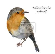 Aquarell Rotkehlchen Hand Gemalt Illustration Mit Vogel Isoliert Leinwandbilder Bilder Rotkehlchen Schone Spatz Myloview De