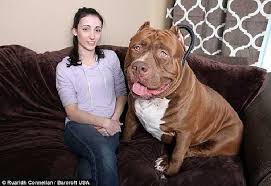 Không biết lượng sức, con chó pitbull đã lao đến một con bò rừng bison nặng 1,6 tấn bất chấp sự can ngăn của người chủ. Cho Pitbull Lá»›n Nháº¥t Tháº¿ Giá»›i Thanh Thu CÆ°ng Cá»§a Cáº­u Be 3 Tuá»•i