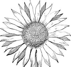 Gambar bunga matahari untuk diwarnai cara mewarnai bunga menggunakan. Pin Di Gambar Bunga