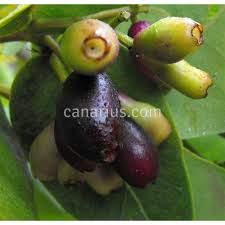 Image result for Syzygium cordatum