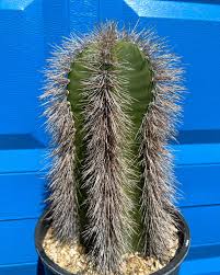 Image result for Scolopia stolzii