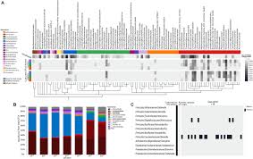 Frontiers Insights Into Culturomics Of The Rumen