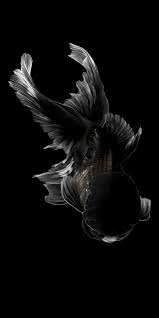 Aesthetic Black And White Koi Fish Wallpaper Pin By Kelly Kestler On Animals Pictures Goldfish Wallpaper Goldfish Black Goldfish