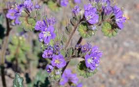 Image result for Hippocratea crenata