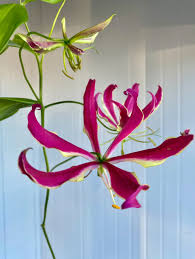 Image result for Gloriosa
