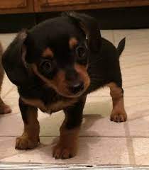 Chiweenie Puppies For Sale Ames Ia Chiweenie Puppies Chiweenie Dogs Chiweenie