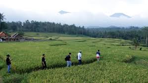 Merupakan hal umum dan biasa jika orang indonesia tinggal di pedesaan yang akrab dengan sawah, gunung dan sungai. Melepas Penat Dengan Menikmati Pemandangan Sawah Di Kaki Gunung Ijen