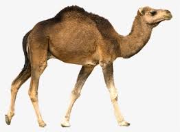 Also, find more png clipart about people clipart,desert clipart,letter clipart. Camel Png Images Free Transparent Camel Download Kindpng