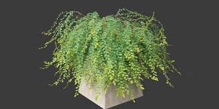 Image result for Phyllanthus boehmii