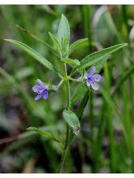 Image result for Meiosperma bracteatum