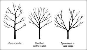 Find up to four local tree pros. How To Prune An Apple Pear Tree Pruning Apple Trees Fruit Trees Apple Tree