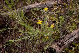 Image result for Pearsonia aristata