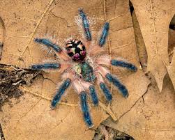 Image result for Ptycholobium