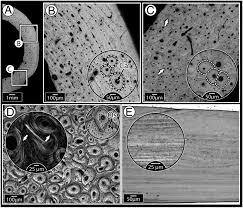 Cut ripe green avocado with a bone isolated on a white background, effect of. Remodeling In Bone Without Osteocytes Billfish Challenge Bone Structure Function Paradigms Pnas