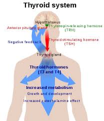 In its anatomic position, the thyroid gland lies posterior to the sternothyroid and sternohyoid muscles. Thyroid Wikipedia