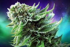 Parabolic vertical umbrella hood reflector. Lighting Systems Led Vs Hps Lights Sensi Seeds