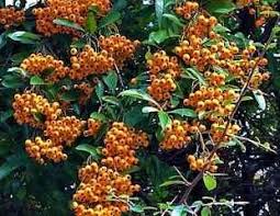 Fast growing flowering bushes uk. Fast Growing Evergreen Shrubs