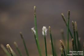 Image result for Eleocharis setifolia