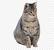 Calico European Shorthair