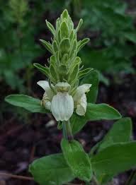 Image result for Pogonospermum subsessile