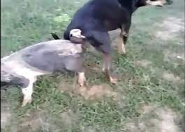 Dépucelage de vagin par un poney. Des Films De Cul Zoophiles Avec Des Cochons Et Des Jeunes Zoophiles De 18 Ans Et Plus Des Milfs Des Menageres Et Bien Plus