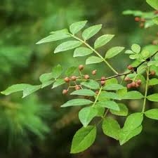 Image result for Zanthoxylum sp. A