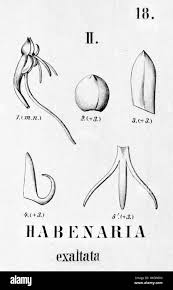 Image result for Centrostigma occultans