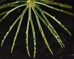 Image result for Ceratophyllum demersum