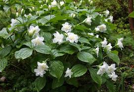 Rhododendron Lindleyi Trillium Grandiflorum Flore Pleno Native Plants Zantedeschia Trillium
