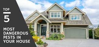 Most of the pests that you encounter in your home come from the outside. Top 5 Most Dangerous Pests In Your House Varsity Pest Control
