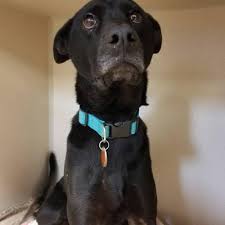 Indigo apartments offers inviting one and two bedroom indigo apartments offers many amenities to make sure you enjoy your time here with us! Emergency Pet Clinic San Antonio Updated Covid 19 Hours Services 31 Photos 75 Reviews Veterinarians 8503 Broadway St San Antonio Tx Phone Number Yelp