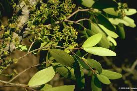 Image result for Celastraceae