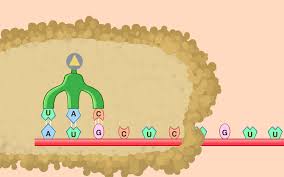 © 2021 houghton mifflin harcourt. Resources Connected Biology