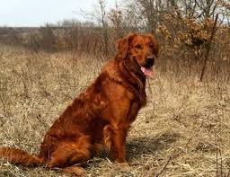 Golden retriever puppies davenport iowa. Golden Retrievers Puppies Pets And Animals For Sale Iowa