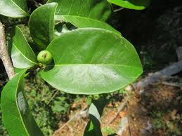 Image result for Margaritaria