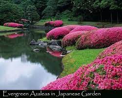 Image Result For Japanese Azalea Garden Japanese Garden Gardens Of The World Azaleas Garden