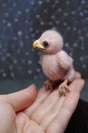 Phoenix Art Doll Interior Stuffed Bird Realistic Toy Soft Toy Fantastic Beasts Harry Potter Fantastic Beasts Fan Art Dolls Harry Potter Dolls Phoenix Art