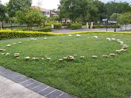 A good way to learn is by attending an autumn 'fungus foray'. Fairy Ring Wikipedia